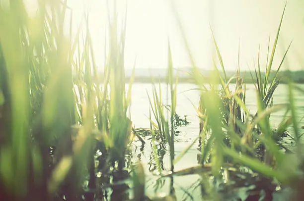 Photo of Green reeds at the water with sun shining