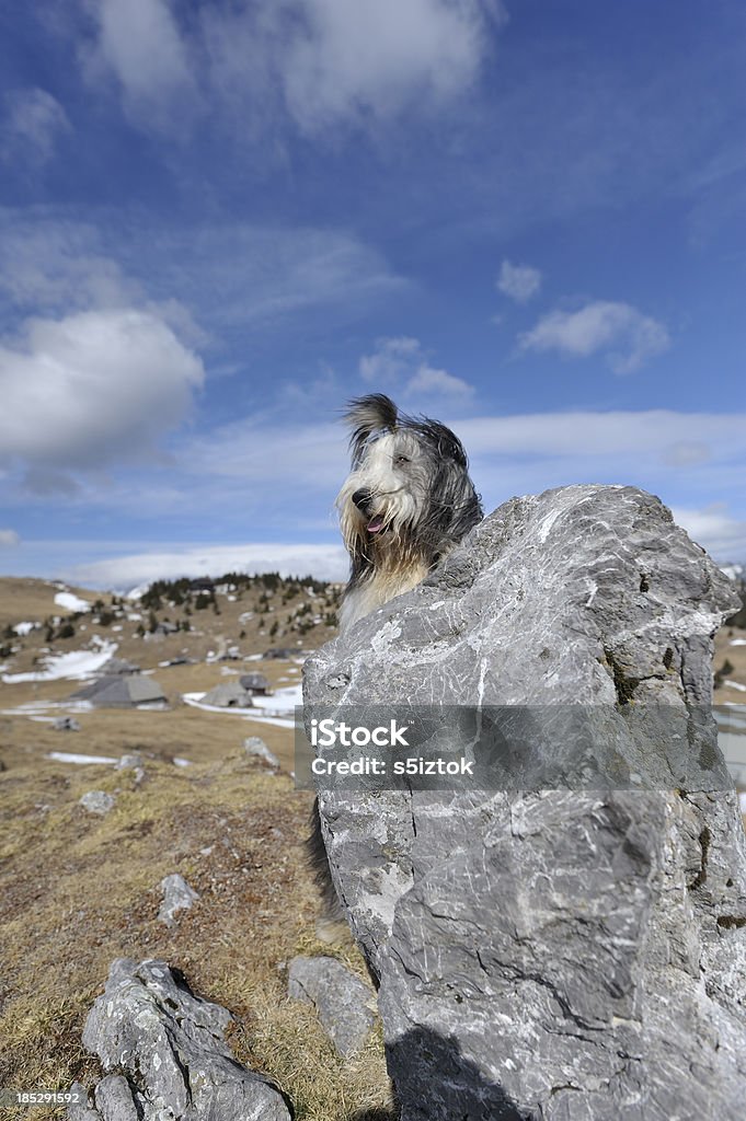 Collie barbudo - Foto de stock de Actividad libre de derechos