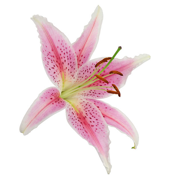 lirio estrella lilly esquina aislado - lily pink stargazer lily flower fotografías e imágenes de stock