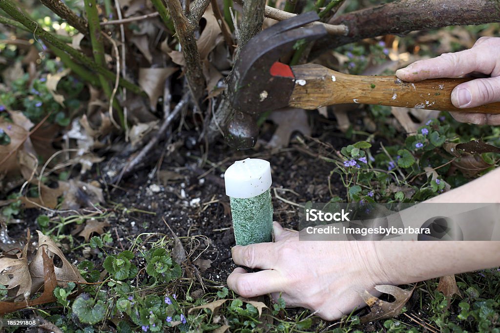 Fertizlizer Gardener fertilizing her garden with tree spikes. Fertilizer Stock Photo
