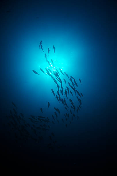Fish schooling in tropical water