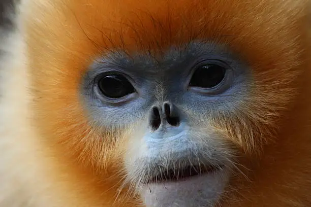 Photo of Golden Snub-nosed Monkey