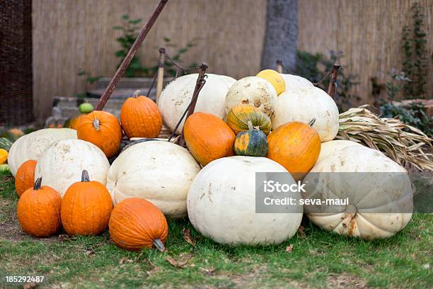 Pumpkins - Fotografie stock e altre immagini di Agricoltura - Agricoltura, Alimentazione sana, Ambientazione esterna