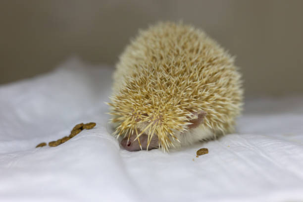 A hedgehog eats carefully in a veterinary clinic. A sick cute hedgehog was rescued at a veterinary clinic and now he is carefully eating on his own. Treatment of a hedgehog in a veterinary clinic.