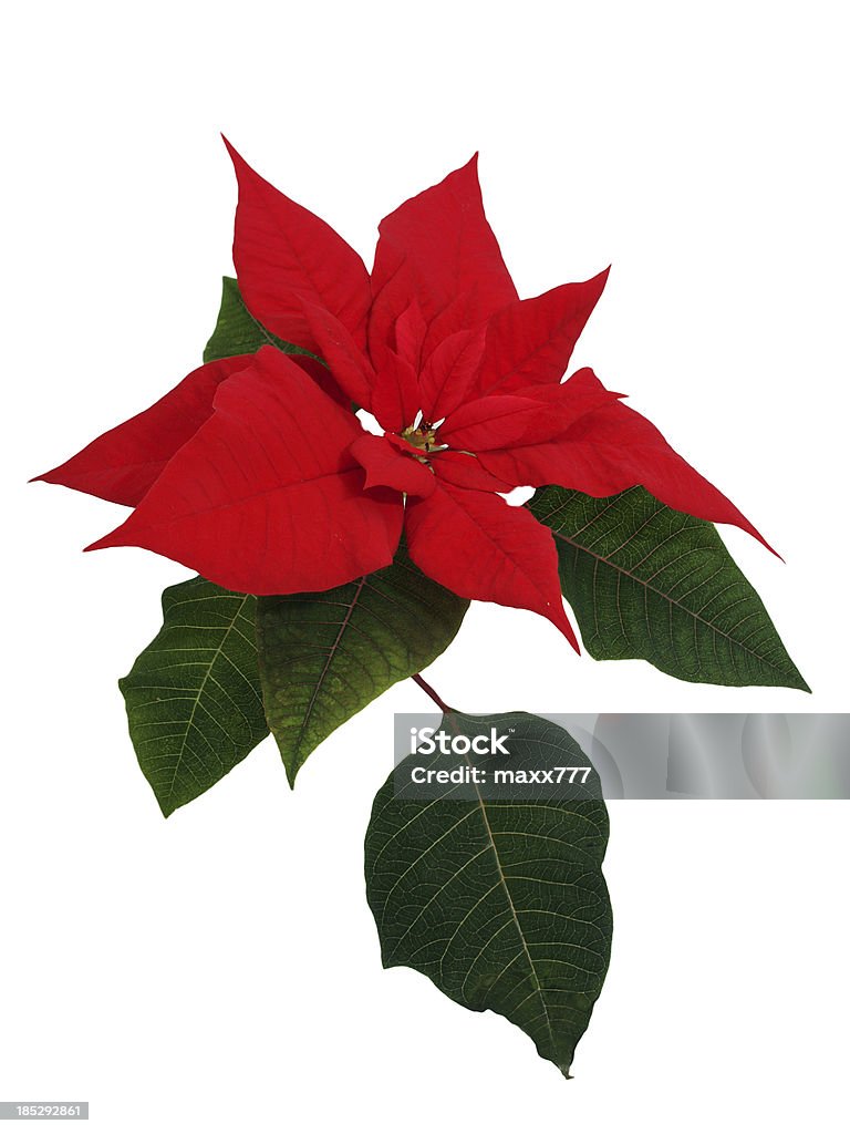 Poinsettia fleur - Photo de Arbre libre de droits