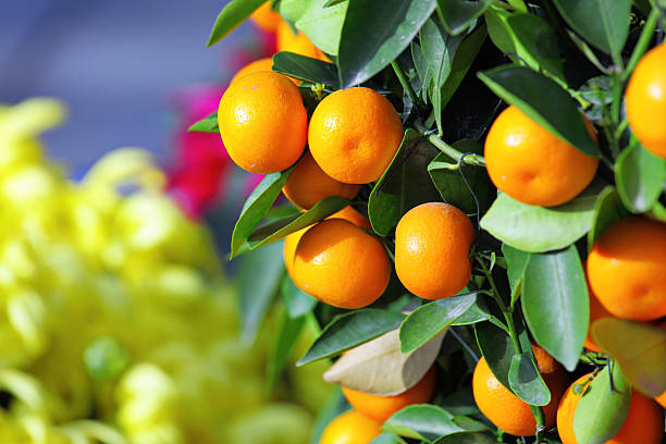 istock kumquat for chinese new year 185293165