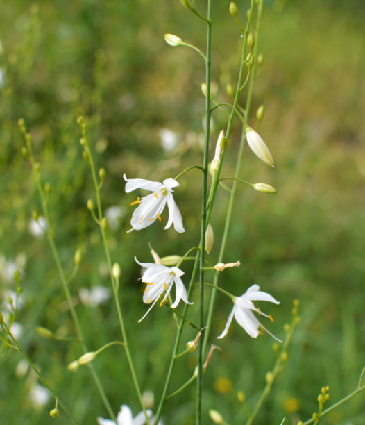 istock Anthericum ramosum blooms in nature in summer 1852932811