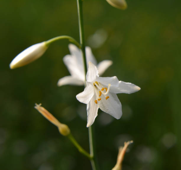 istock Anthericum ramosum blooms in nature in summer 1852933328