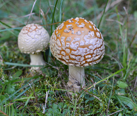 The poisonous mushroom Amanita regalis grows in the wild