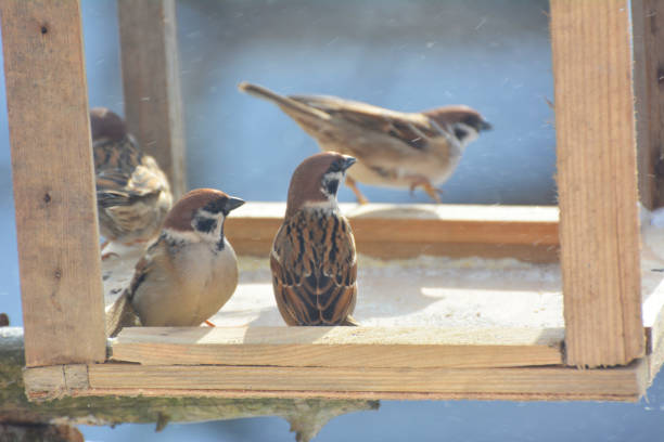 In winter, sparrows peck food in an artificial feeder, which was placed and filled by caring people