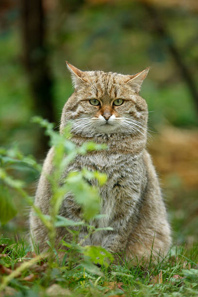 istock Scottish wildcat, Felis silvestris 185293537