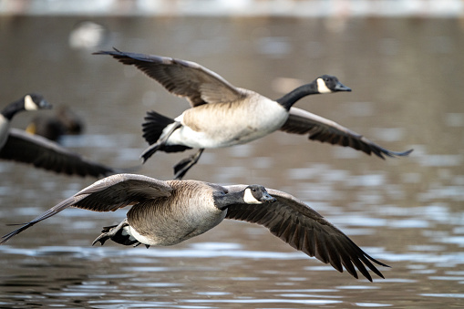 Geese floating in lake