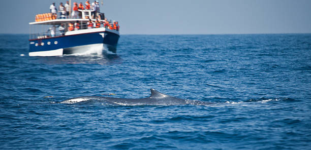 istock Whale-watching boat with Blue Whale, Mirissa, Sri Lanka 185295168