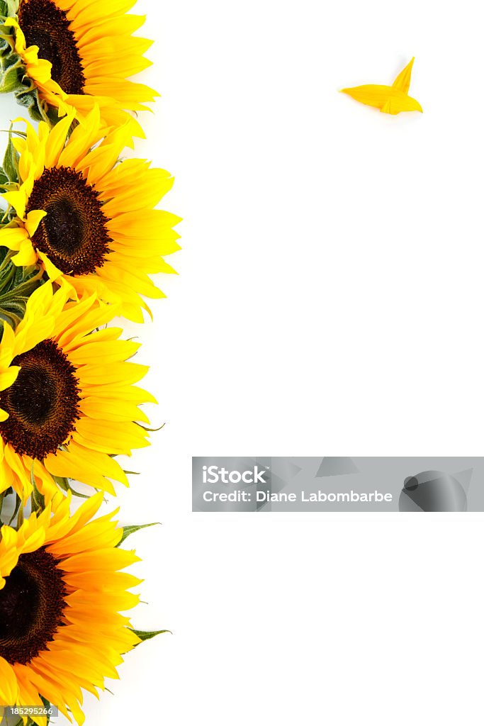 Girasoli gialli su bianco, verticale con spazio copia multistrato - Foto stock royalty-free di Girasole