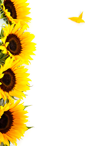 A vertical row of sunflowers on a white background. There are four flowers. They are closeups of the blooms. There are two loose petals on the right. 
