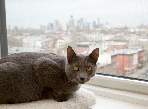 Grey cat lying on window sill looking out over Brooklyn and Manhattan Skyline