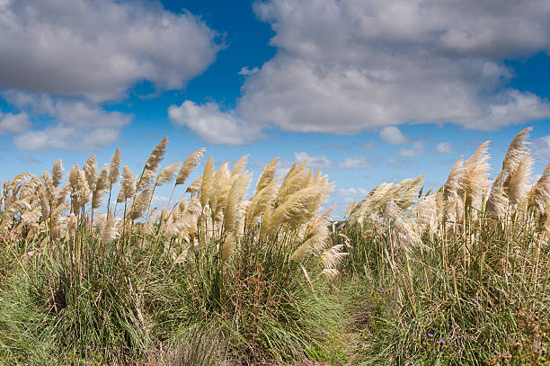 Erva dos Pampas Relva - fotografia de stock