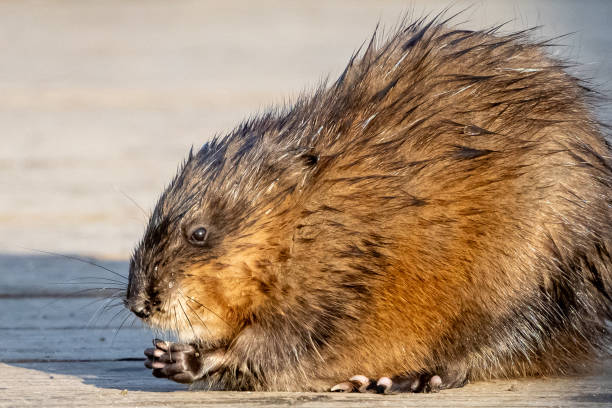 istock Muskrat portrait 1852958428