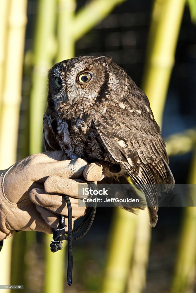 Western Screech Owl und Handler - Lizenzfrei Bundesstaat Washington Stock-Foto