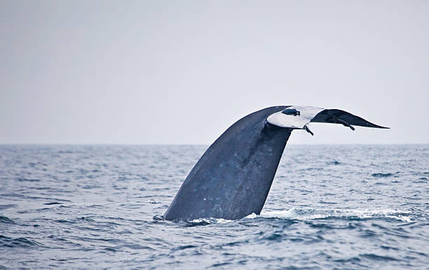 A blue whale fluke with remoras