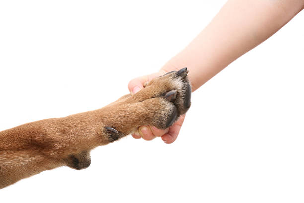 istock Sign of friendship 185296047