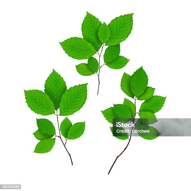 Isolated Beech Branches Stock Photo - Download Image Now - Beech Tree, Cut Out, Branch - Plant Part