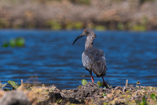 Plumbeous ibis,Theristicus caerulescens, Pantanal, Mato Grosso, Brazil.