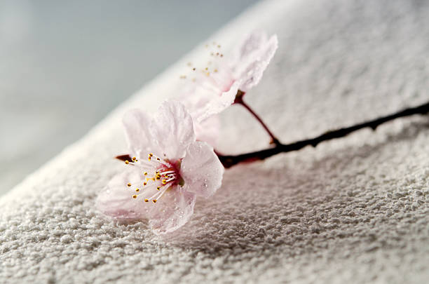 spa conceito zen com toalhas e flor - japanese culture massaging single flower nature - fotografias e filmes do acervo