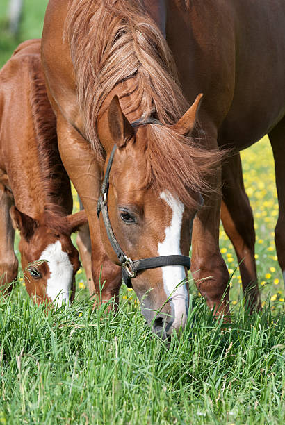 istock Horses Grazing in Spring Field, Mare and Foal Close Up 185296359