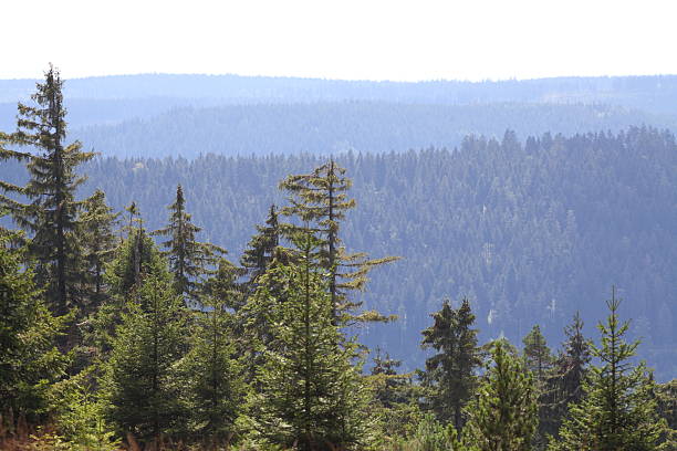 istock fir in forest and rolling hills 185296386