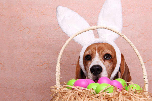 Easter Bunny Cute dog wearing bunny ears.  She is behind a basket full of vibrant color easter eggs.Some other related images: breed eggs stock pictures, royalty-free photos & images