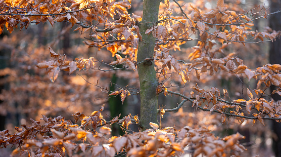 sun shines through warm colors of beech leaves in the autumn