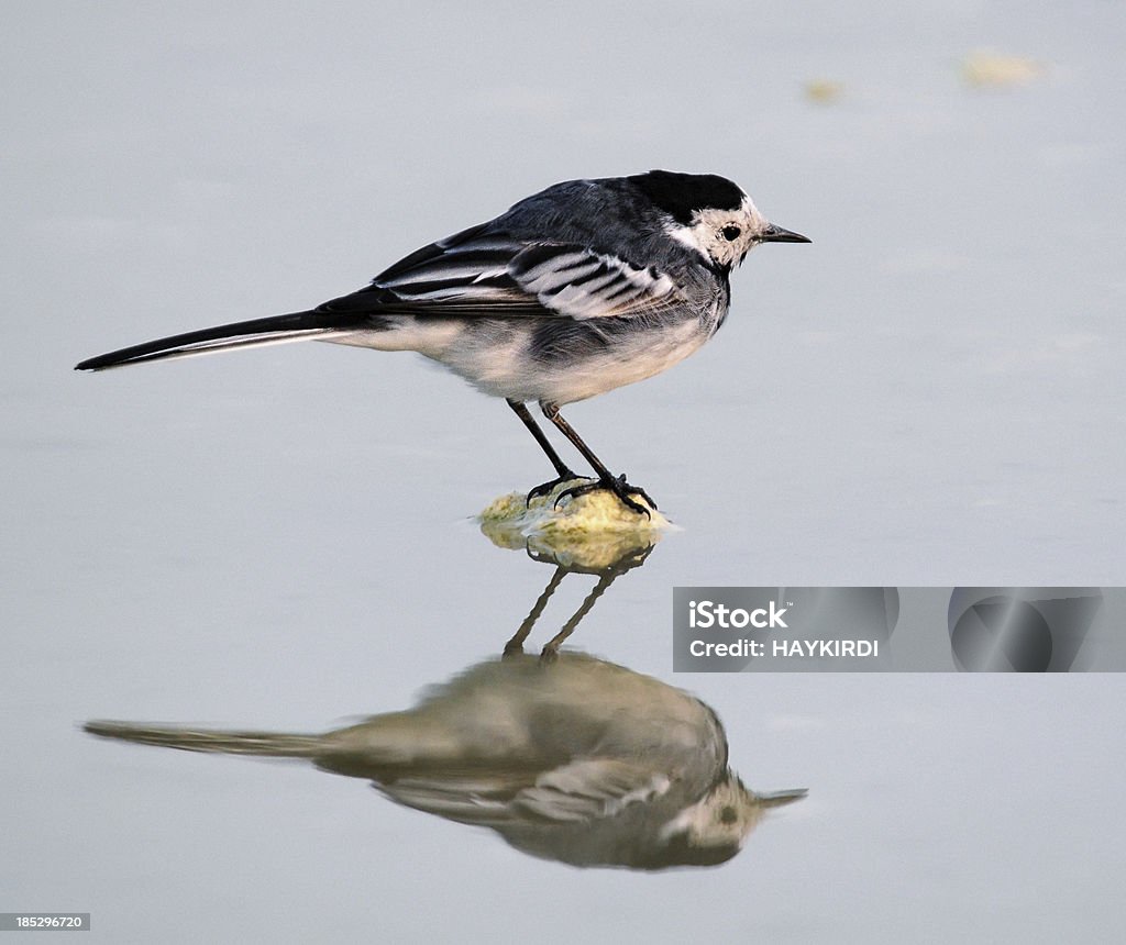 wagtail Vogel, die sich auf See - Lizenzfrei Blau Stock-Foto