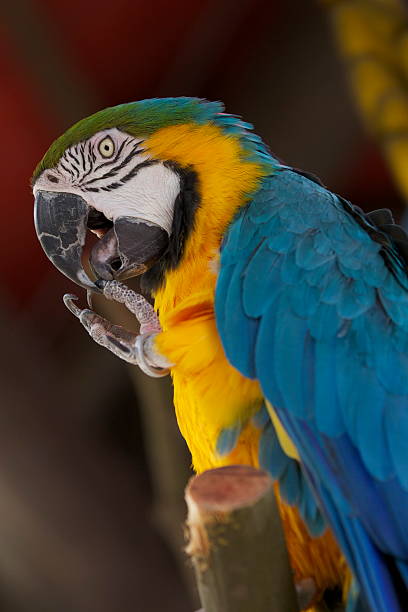 istock Blue-and-yellow Macaw - Ara ararauna 185296928