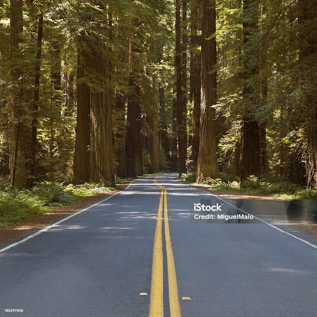 Redwood Highway, Kalifornien, USA - Lizenzfrei Kalifornien Stock-Foto