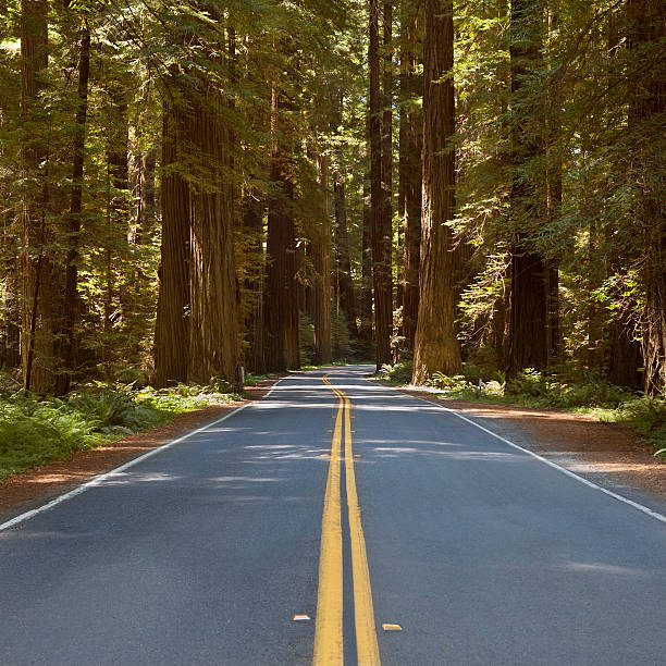 istock Redwood Highway California, USA 185297008