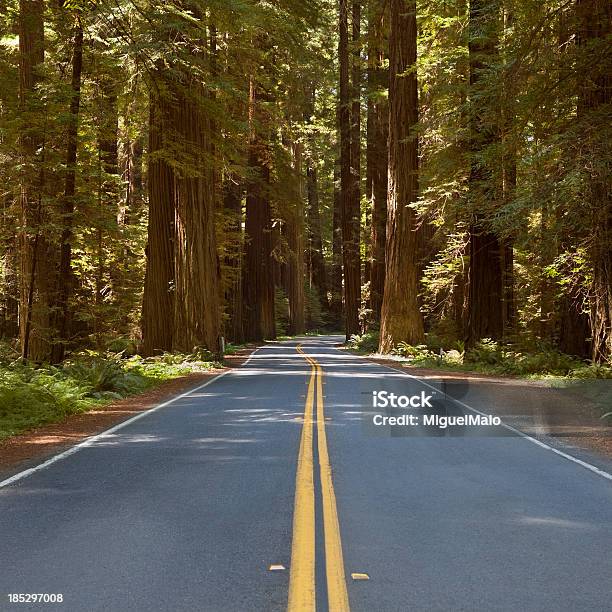 Redwood Autostrada Kalifornia Usa - zdjęcia stockowe i więcej obrazów Stan Kalifornia - Stan Kalifornia, Droga, Droga Avenue Of The Giants