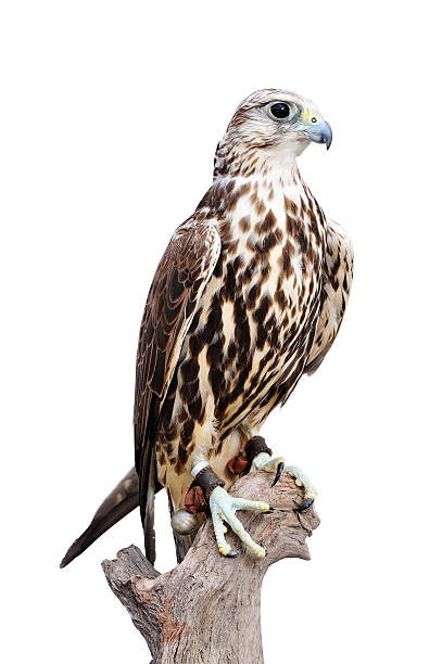 istock A young saker falcon standing on a wood 185297042
