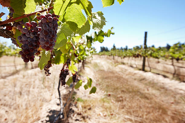 красный виноград растет на виноградной лозы виноградник в южной африки - africa south vineyard industry стоковые фото и изображения