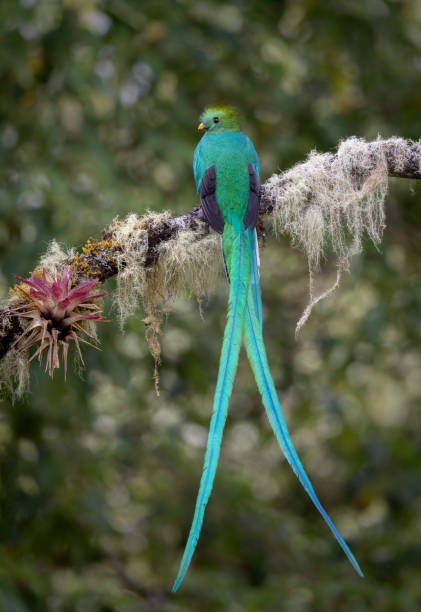 istock Resplendent Quetzal in Costa Rica 1852972562