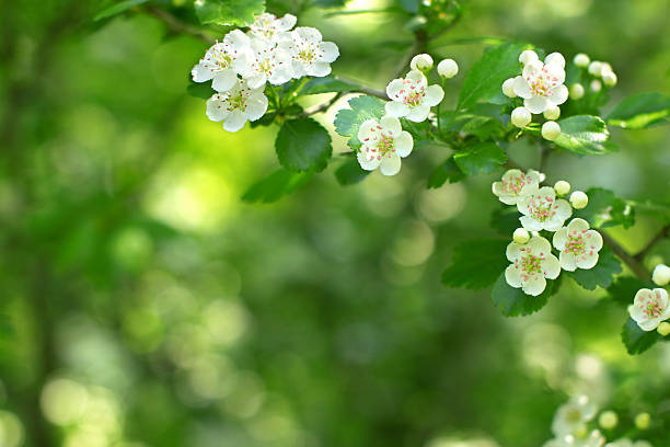 Crataegus. White flowers. hawthorn stock pictures, royalty-free photos & images