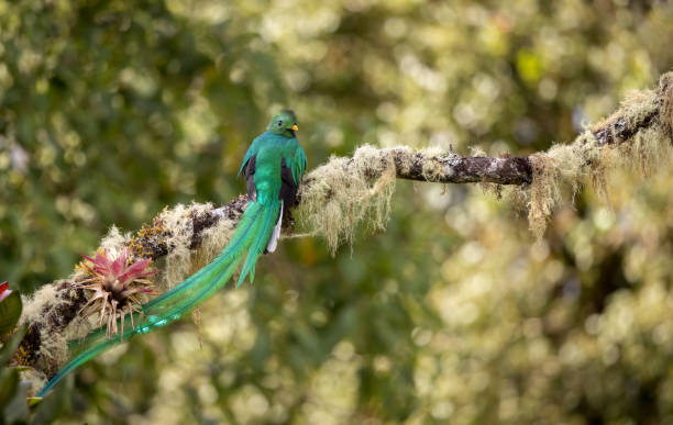 istock Resplendent Quetzal in Costa Rica 1852973084
