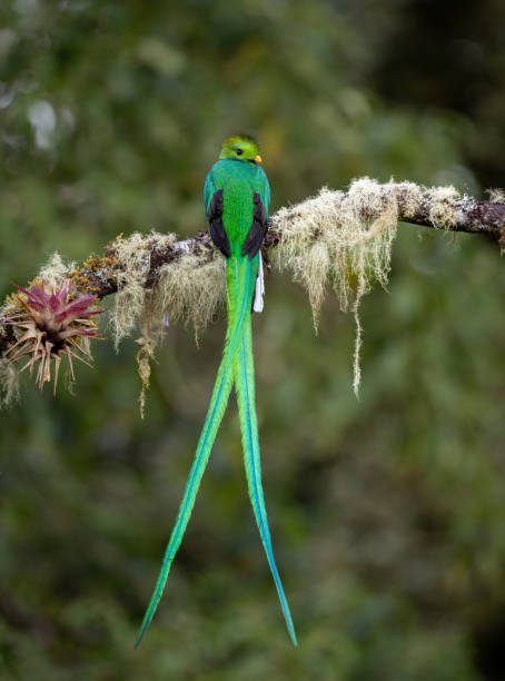 istock Resplendent Quetzal in Costa Rica 1852973661