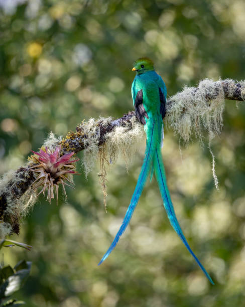 istock Resplendent Quetzal in Costa Rica 1852974169