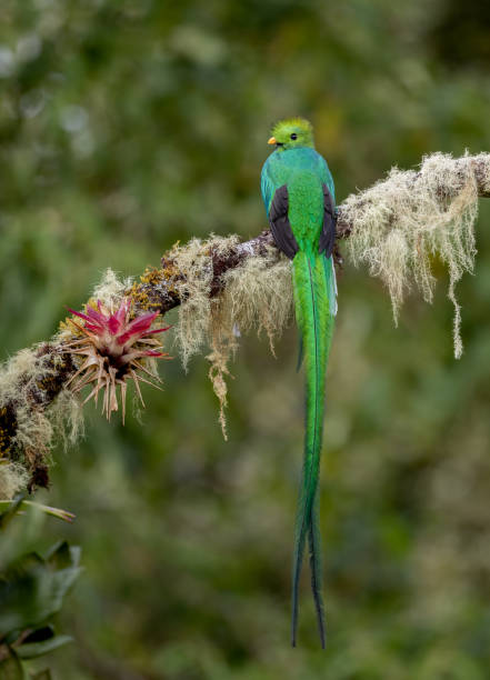 istock Resplendent Quetzal in Costa Rica 1852974171
