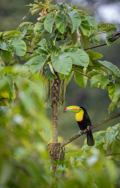 istock Toucan in Costa Rica 1852975254