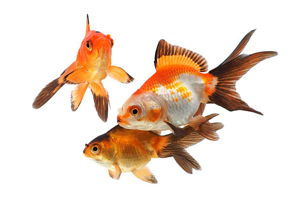 istock Goldfish, group of fish on a white background 185297547