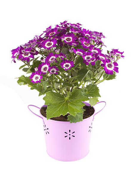 cineraria purple flowers cineraria purple flowers in pots cineraria stock pictures, royalty-free photos & images