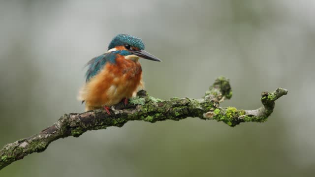 Close up static shot of a kingfisher sitting on a moss and lichen covered branch while fluffed up and looking around, slow motion
