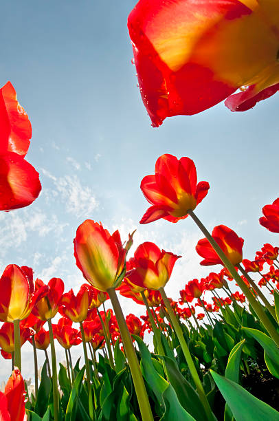 istock Tulipa 'Blushing Beauty' cultivar - II 185297591